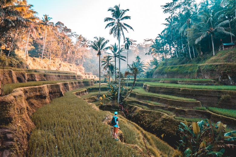 Rice fields in Indonesia