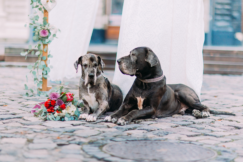 two great danes lying beside a bouquet of flowers as a wedding