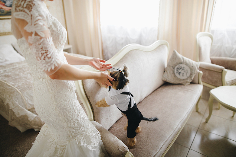 yorkshire terrier wearing tuxedo standing on sofa next to bride