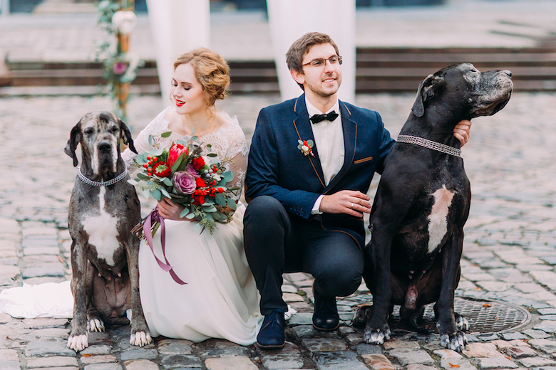 two great danes sitting beside bride and groom